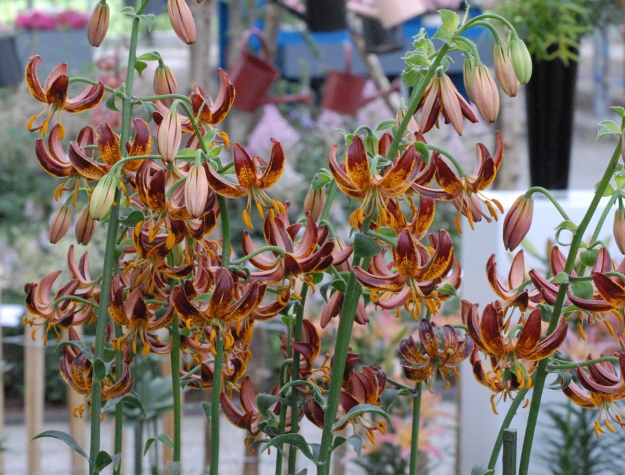 Лилии мартагон