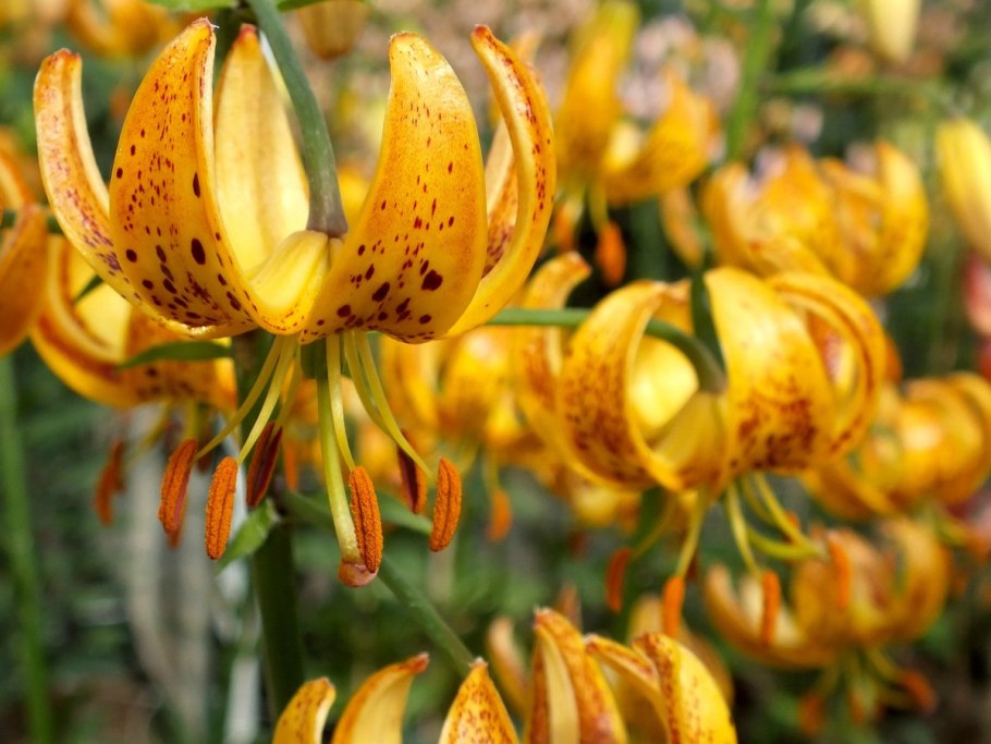 Лилия кудреватая желтая Сибирь