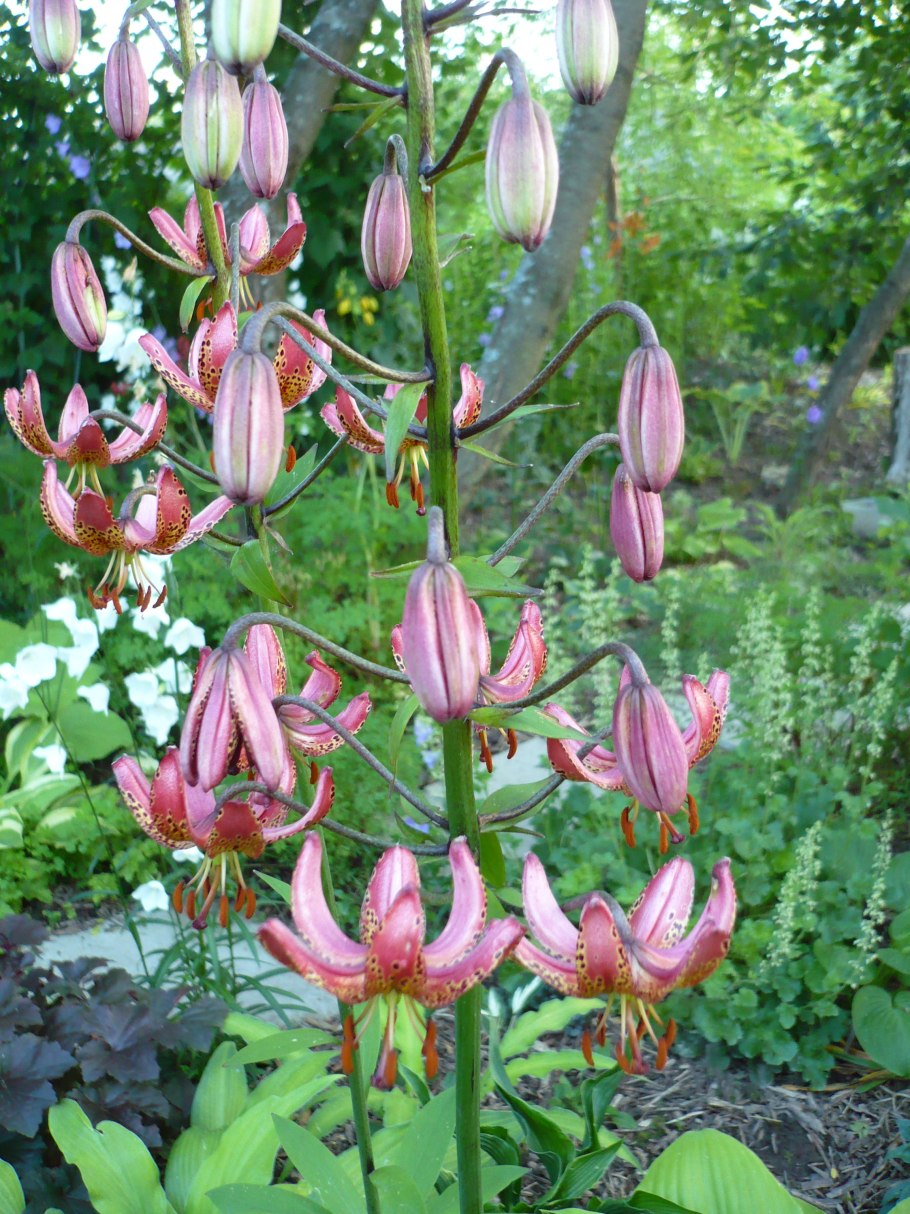 Лилия мартагон Фьюжн