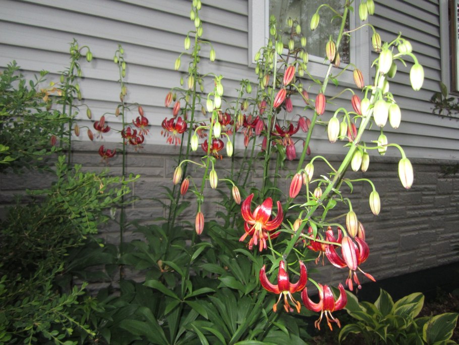 Лилия кудреватая мартагон