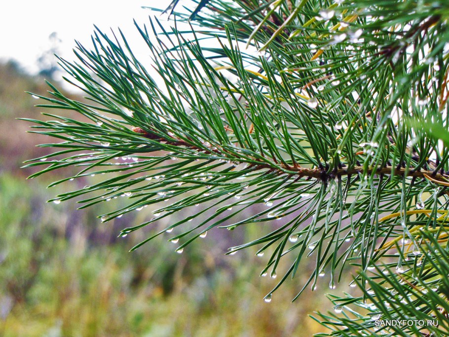 Мутовки сосны обыкновенной