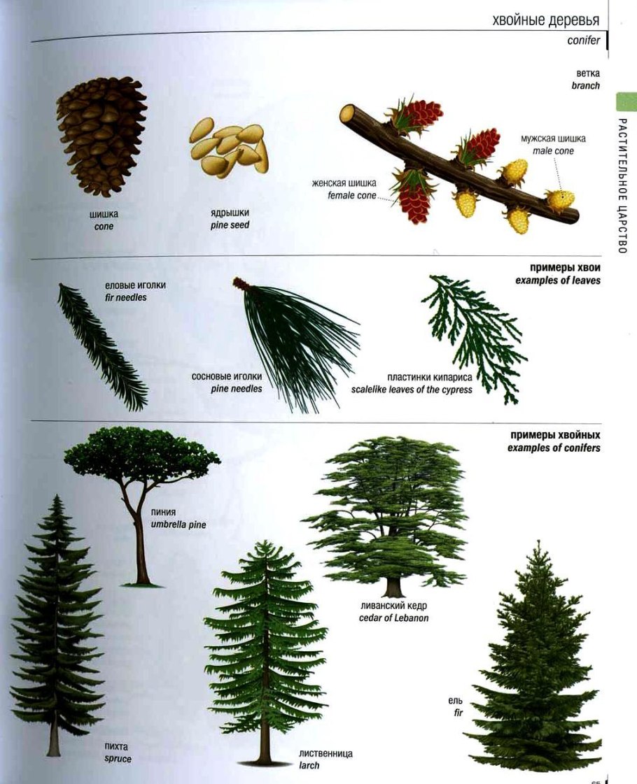 Сосна Горная Мопс на штамбе