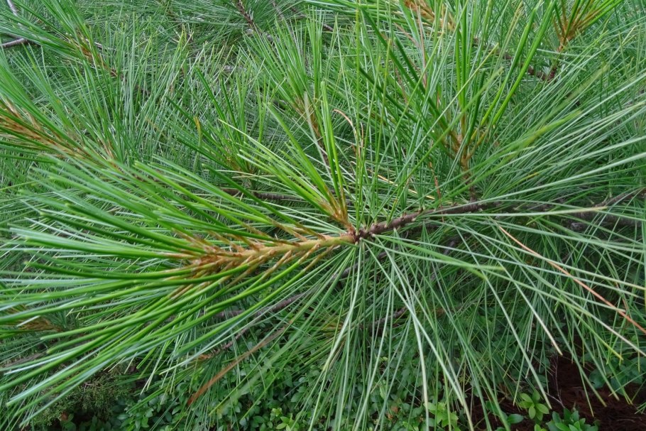 Стробилы сосны обыкновенной