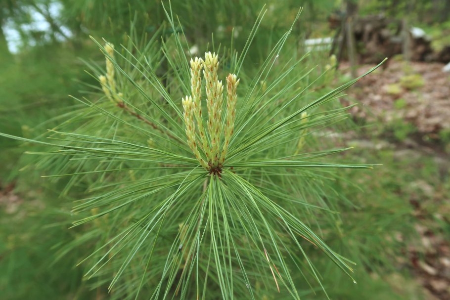 Pinus mugo Hesse