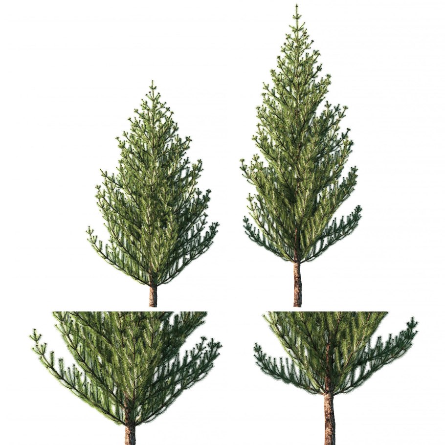 Макростробил Pinus Sylvestris (сосна обыкновенная)