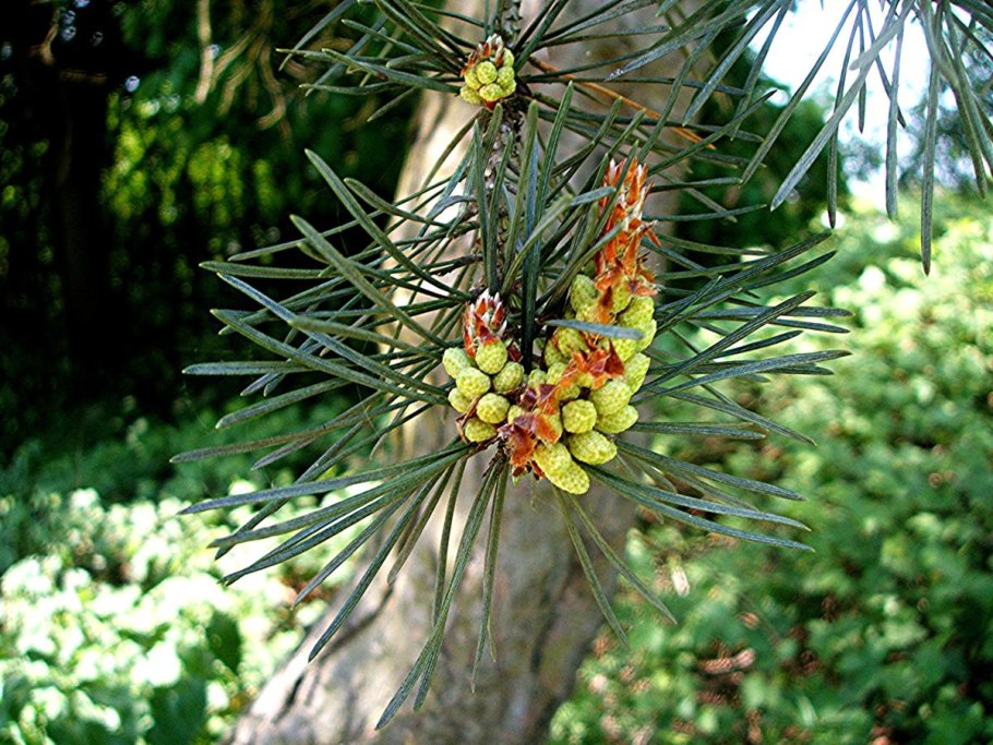 Голосеменные ель обыкновенная