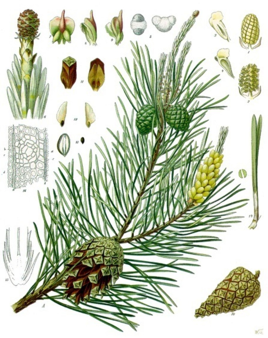 Pinus Sylvestris Varguld
