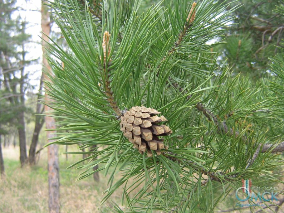 Сосна Тунберга Тандерхед