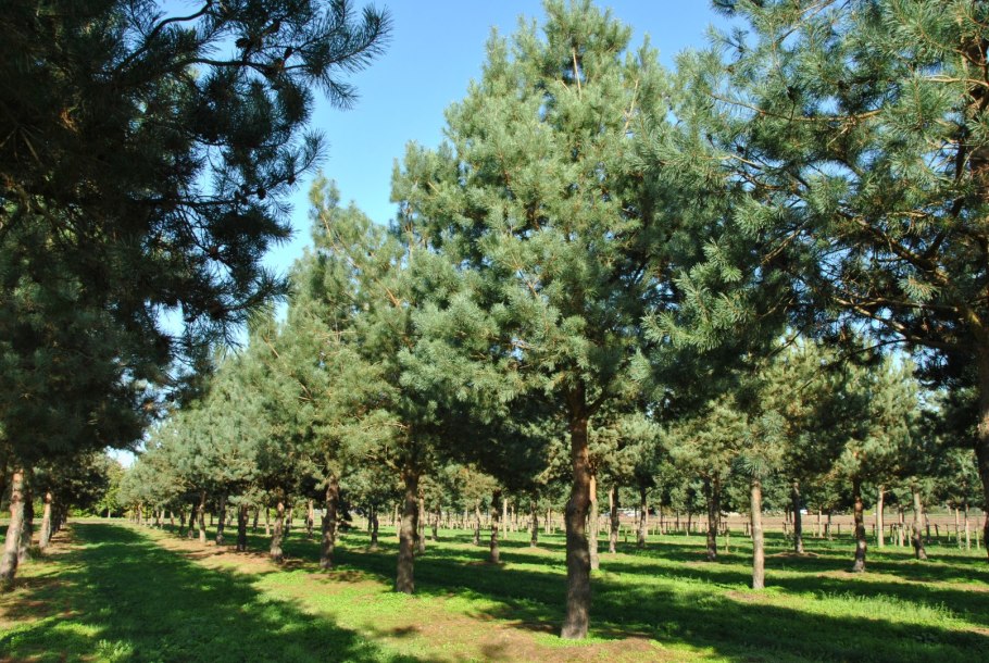 Сосна обыкновенная "Sandringham" (Pinus Sylvestris "Sandringham")