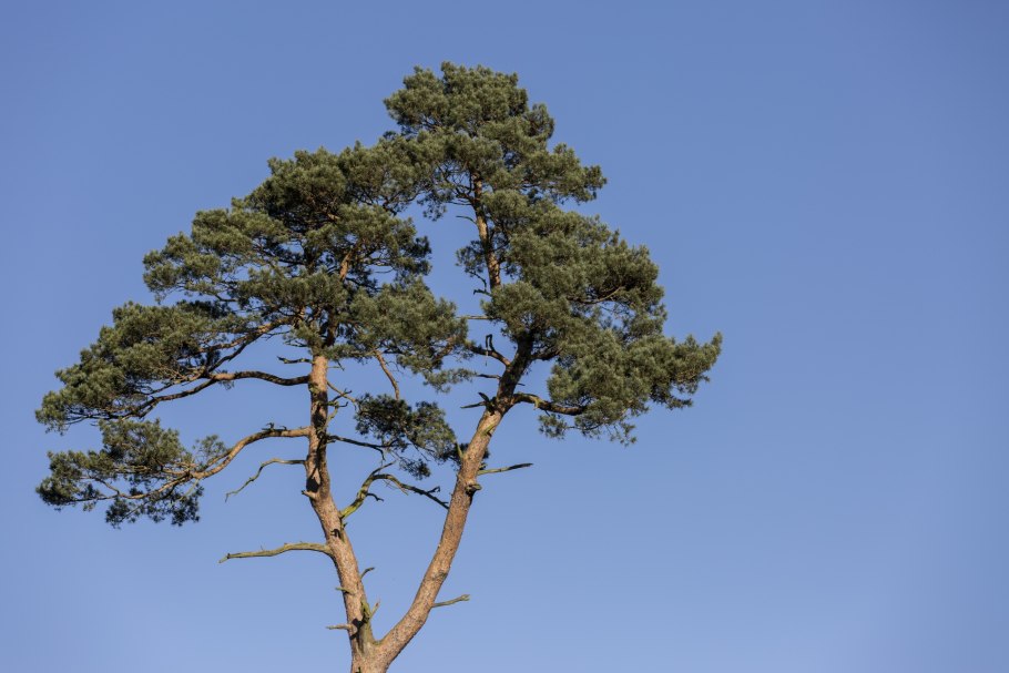 Сосна обыкновенная Pinus Sylvestris