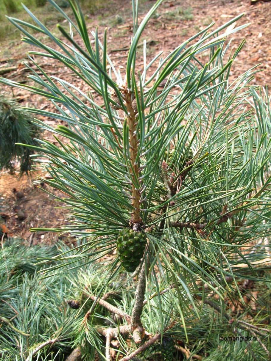 Деревья по высоте