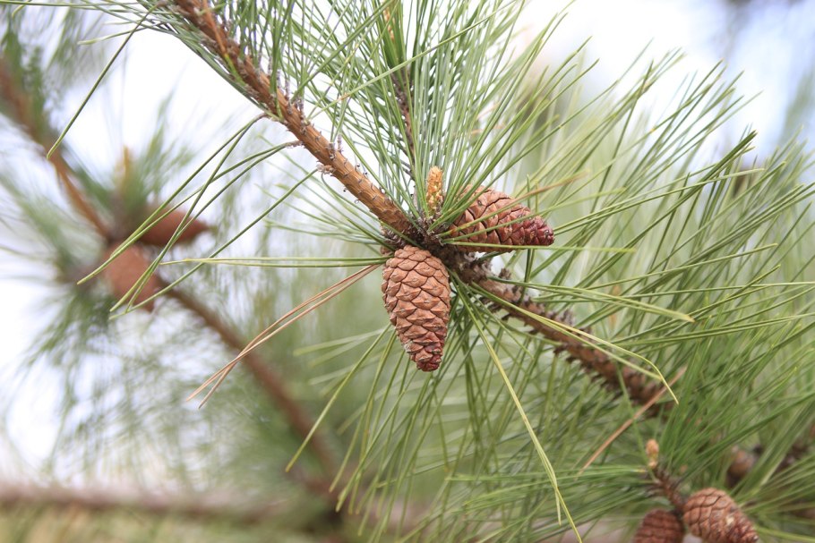 Сосна обыкновенная антураж