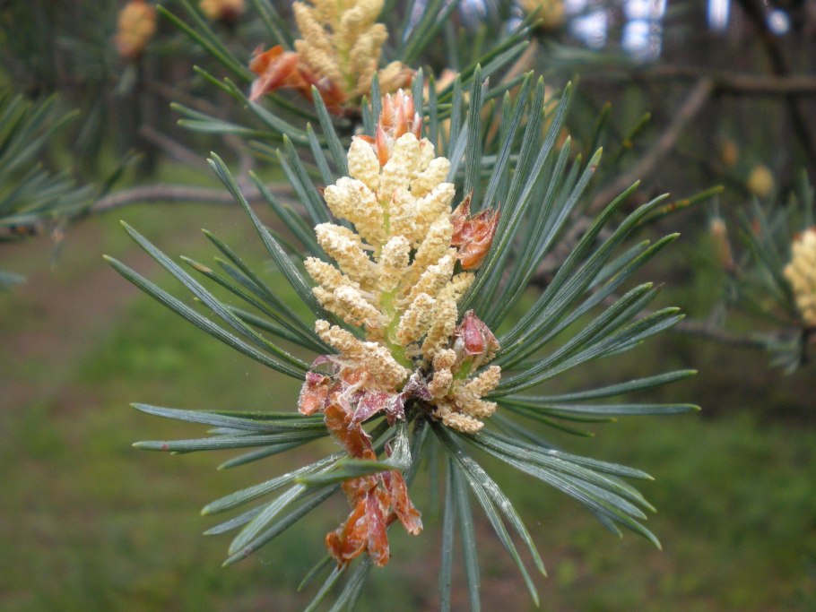 Pinus palustris