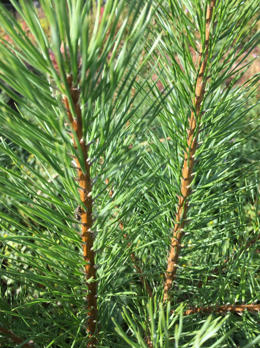 Сосна обыкновенная Pinus Sylvestris l