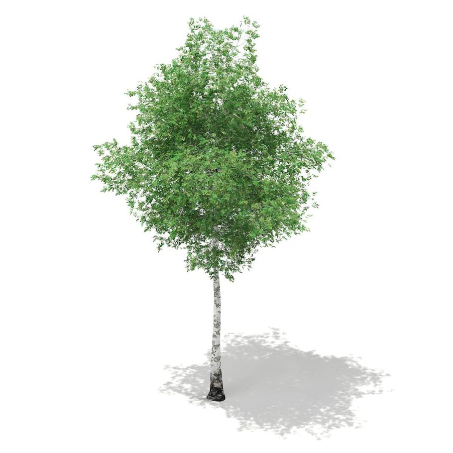 Betula pendula Royal Frost