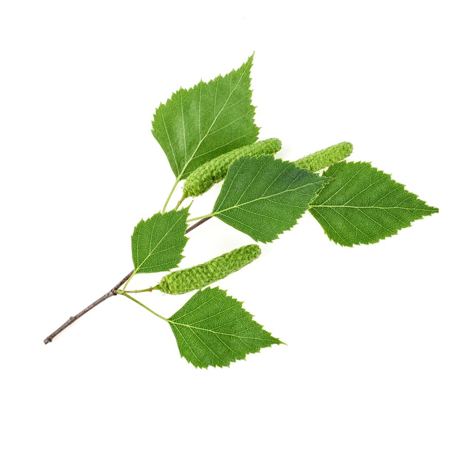 Береза без фона