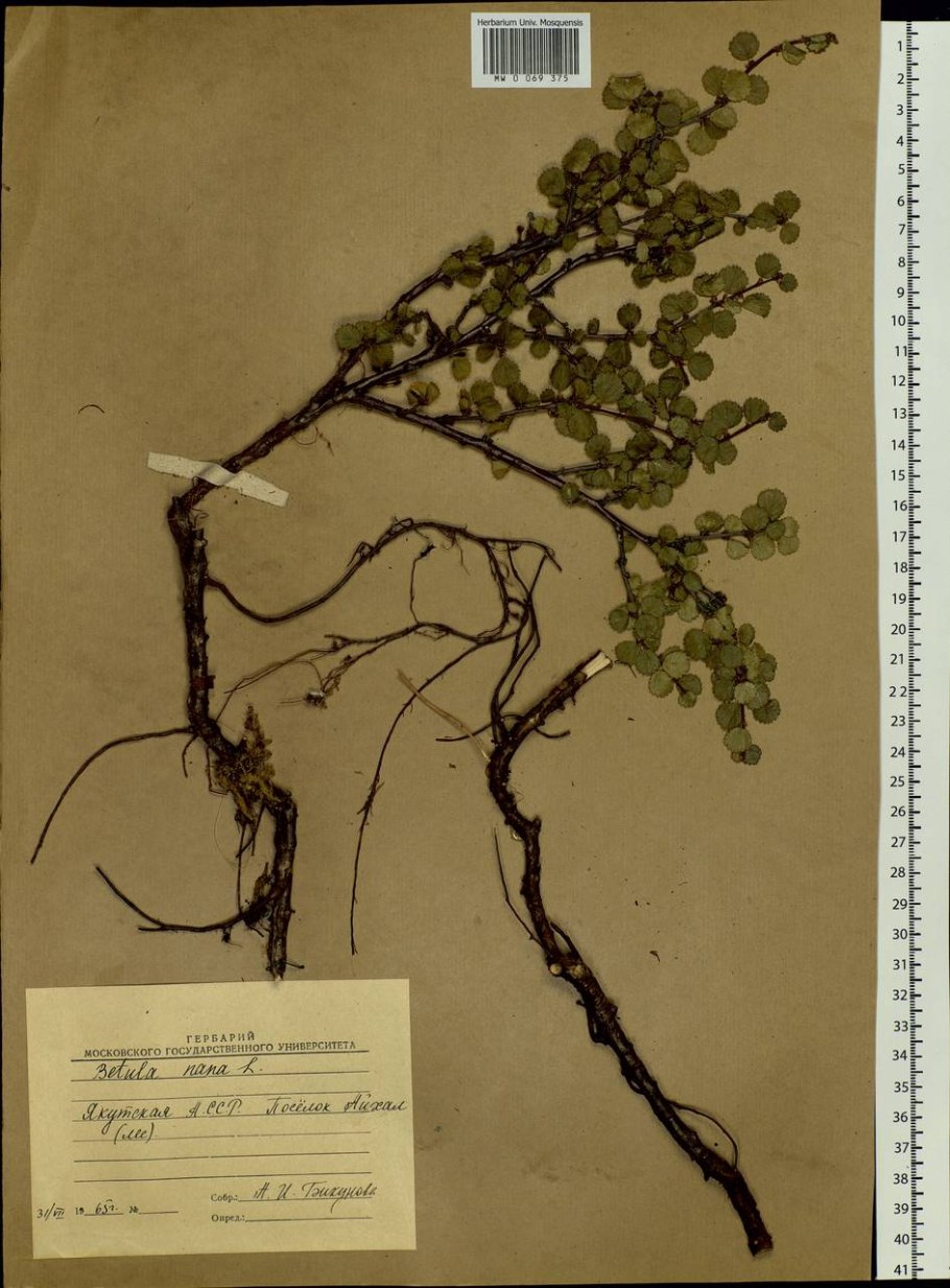 Карликовые березы корневая