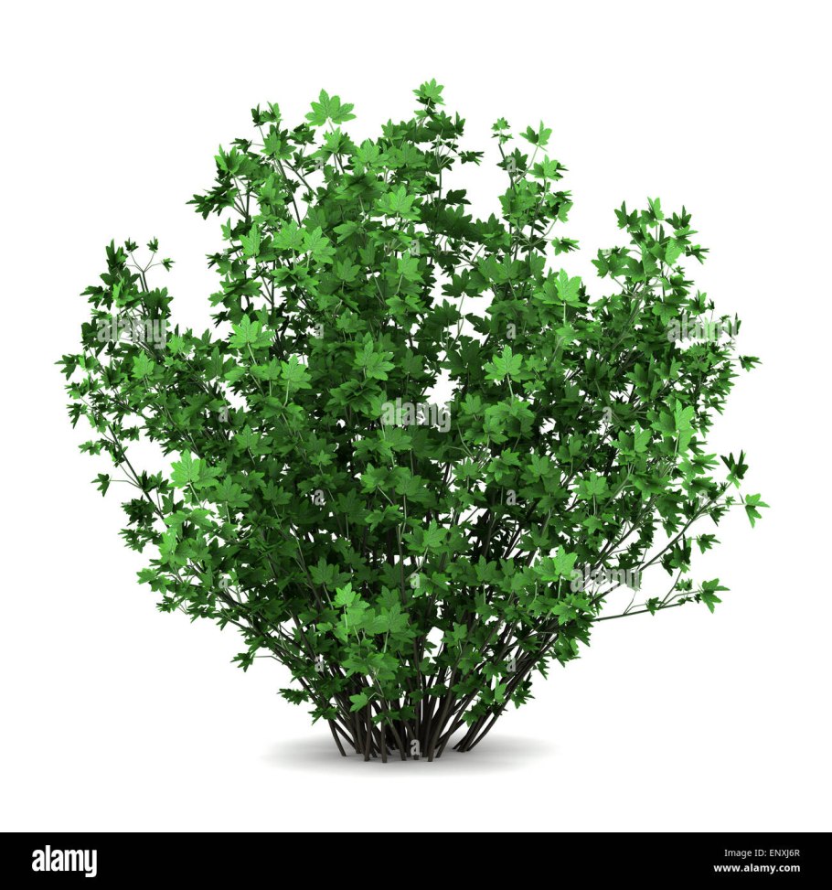 Гербарий карликовая береза