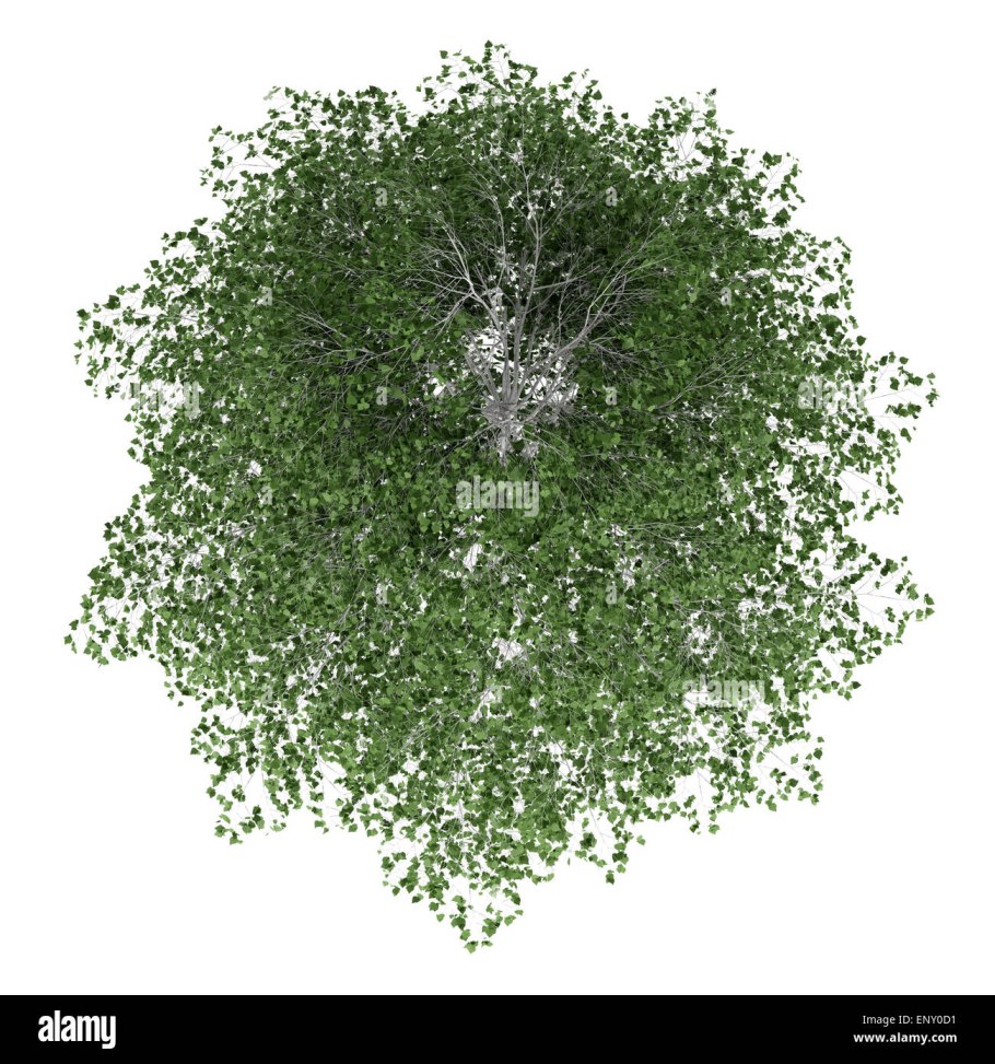 Березовая веточка