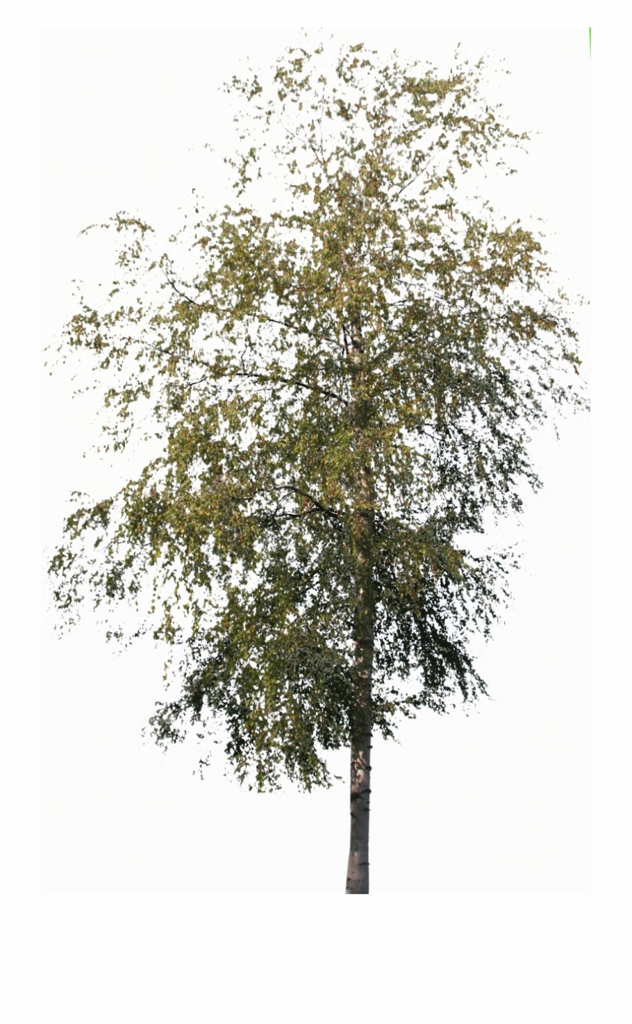 Береза на белом фоне