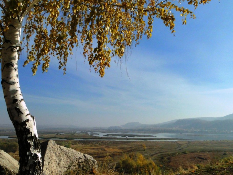 Ольховник кустарниковый в тундре