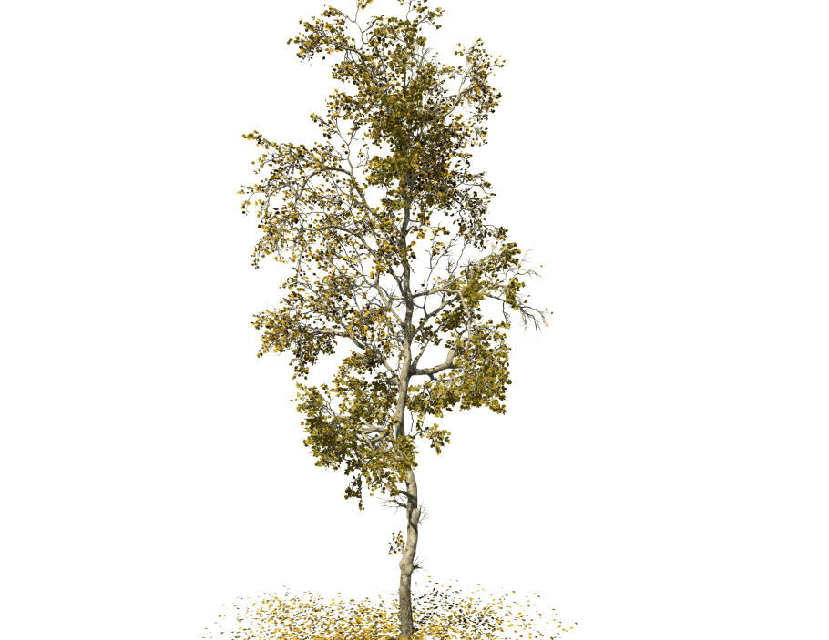 Береза Пендула Юнги