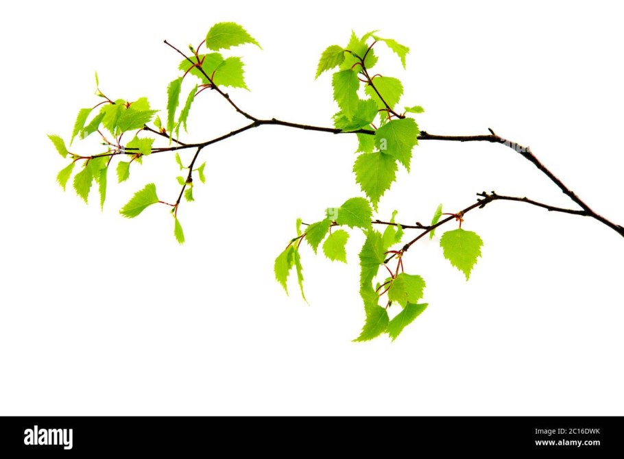 Береза Бетула Нана