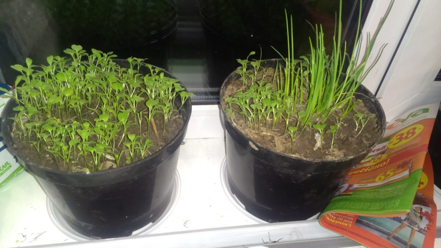 Рассада укропа