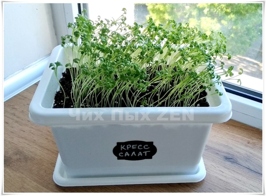 Кинза укроп петрушка на балконе