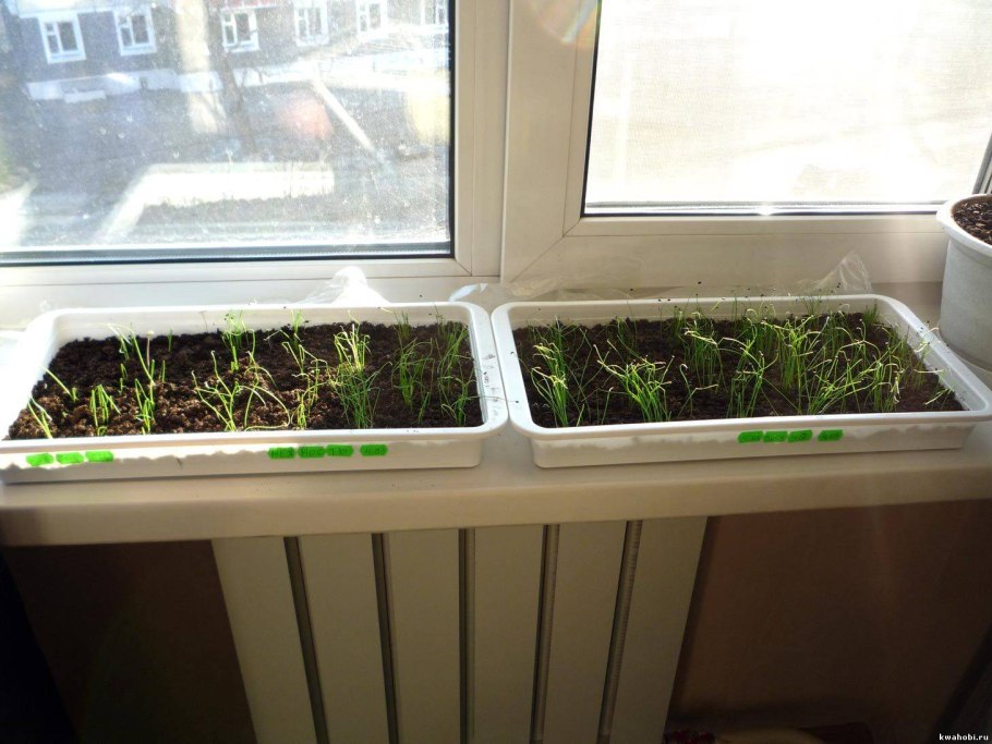 Укроп на подоконнике