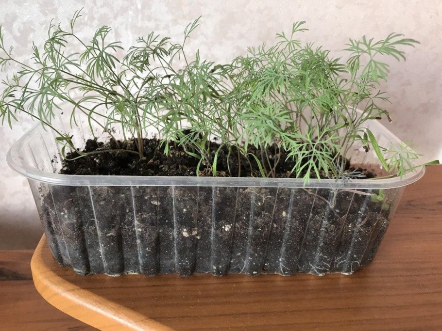 Вырастить укроп на подоконнике