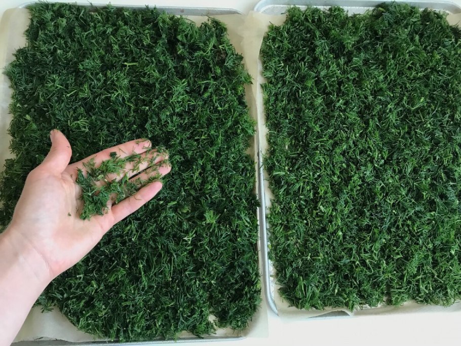 Стебли укропа заморозить