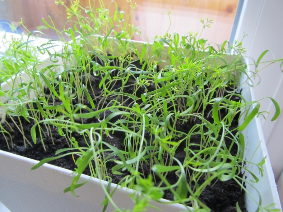 Зелень из семян на подоконнике