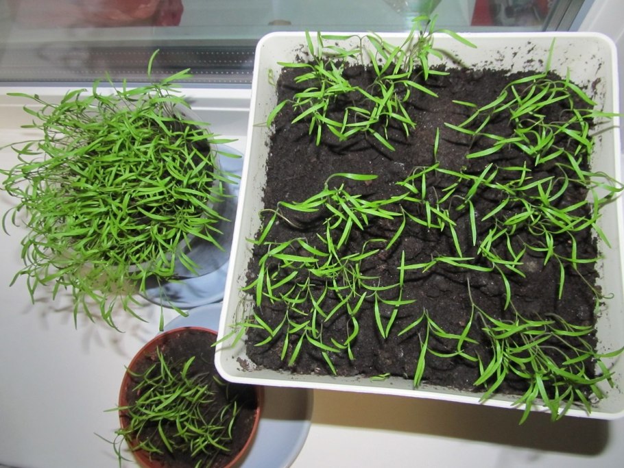 Зелень на подоконнике для начинающих