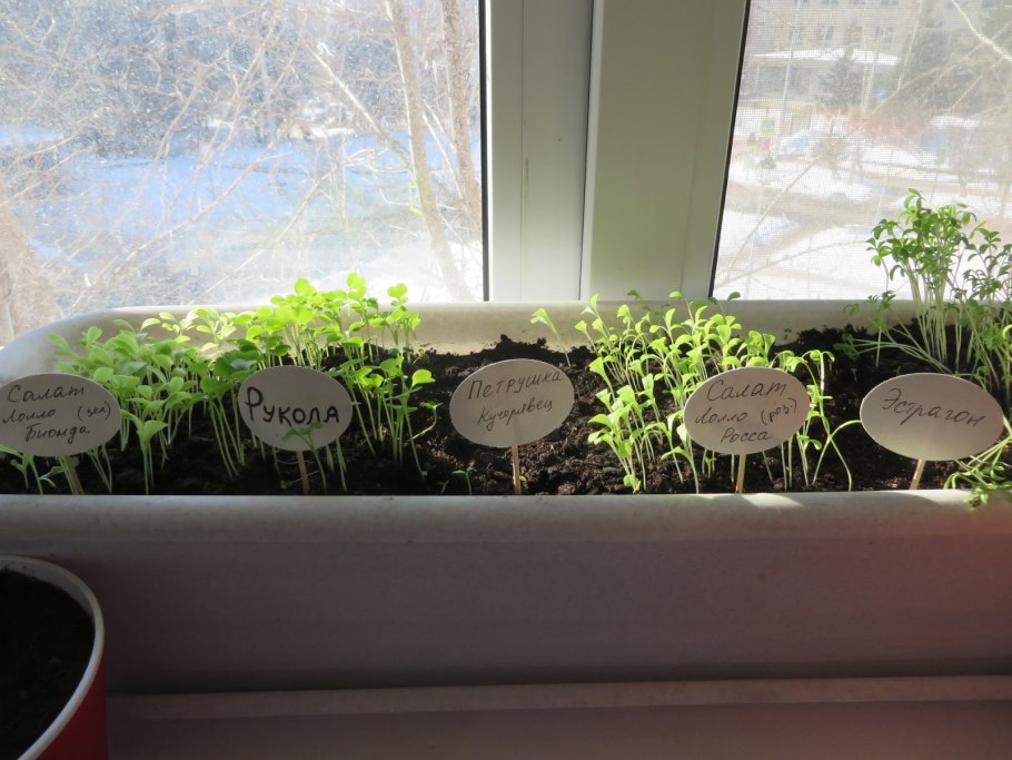 Укроп на балконе