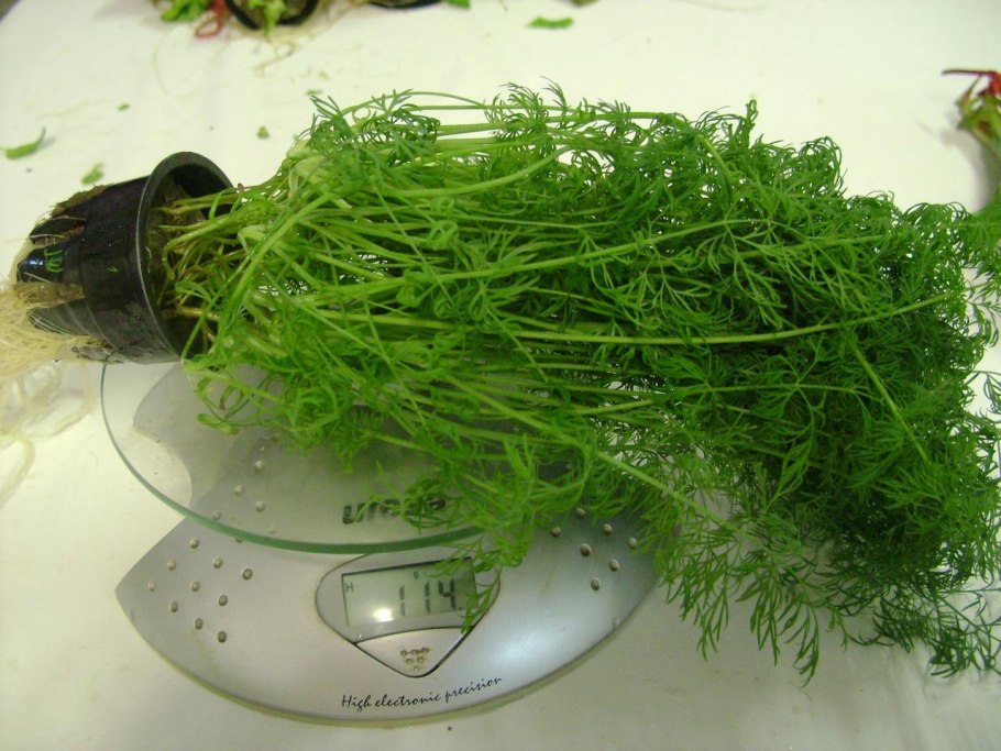 Петрушка на подоконнике