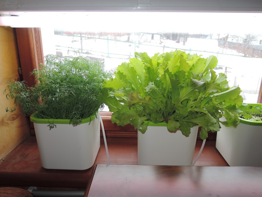 Укроп на гидропонике