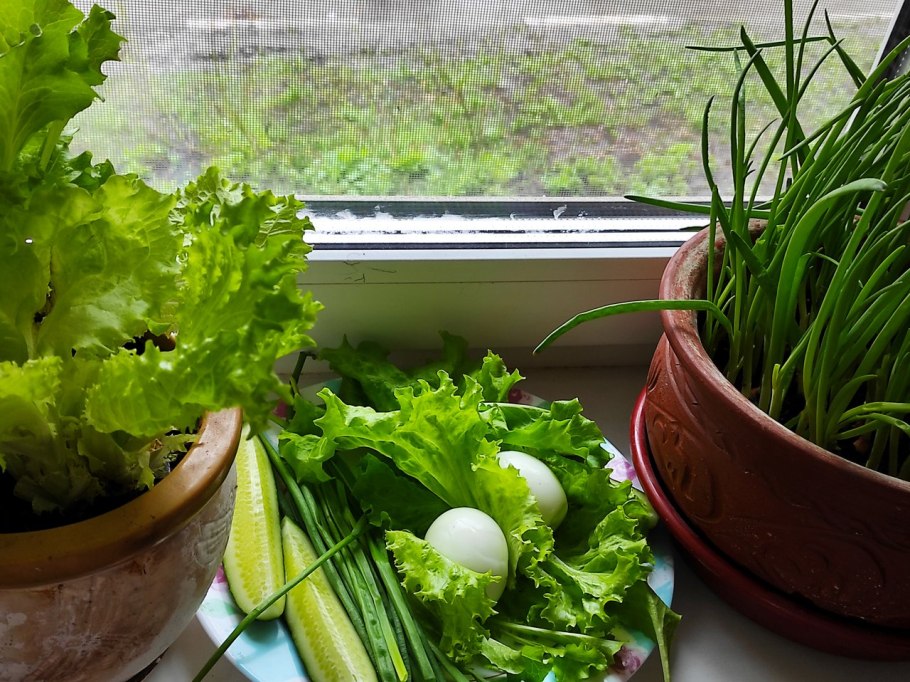 Росточки укропа