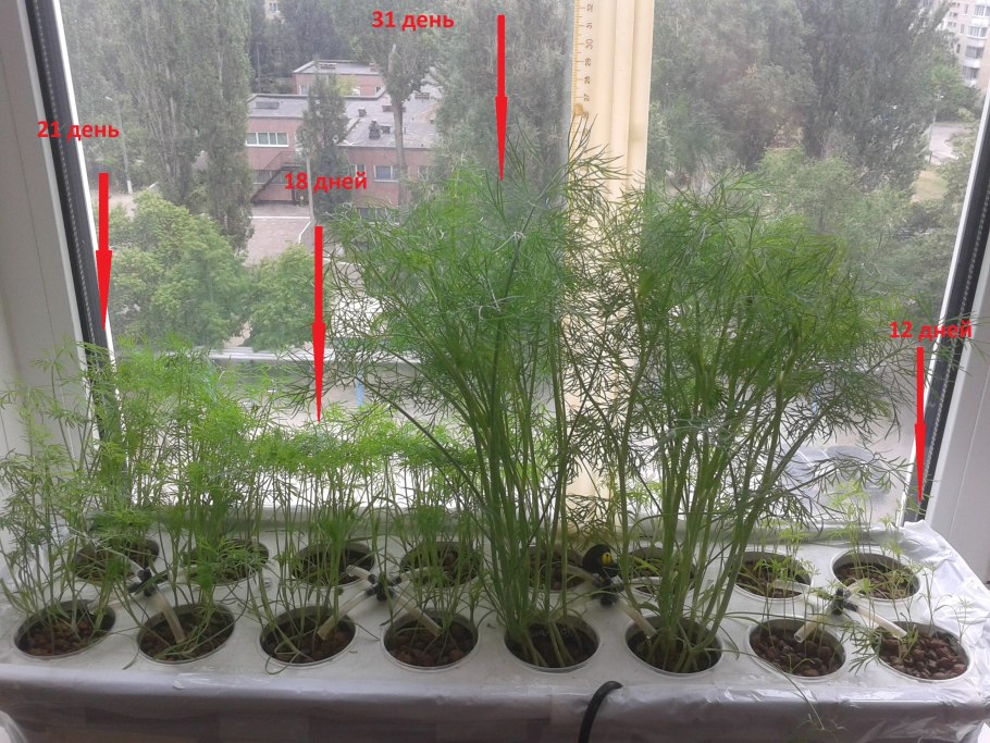 Кресс салат на гидропонике