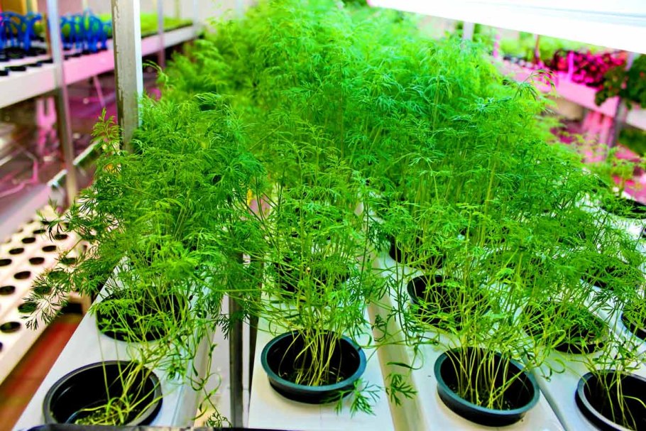 Укроп Дилл проростки