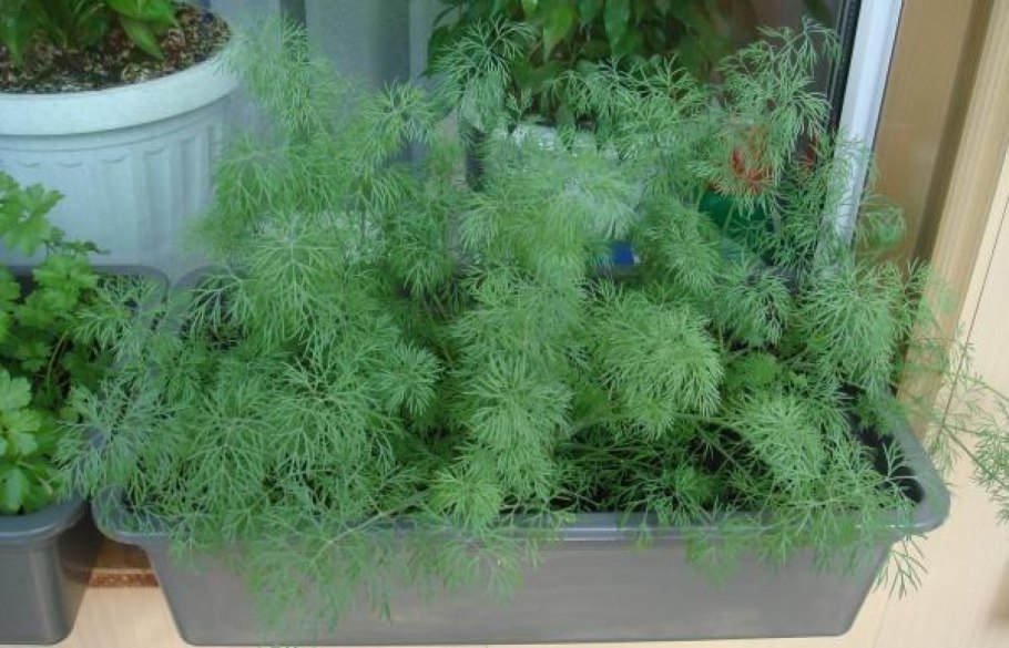 Рассада петрушки