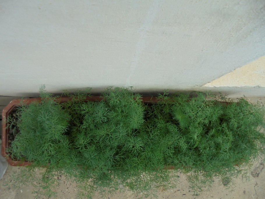 Укроп на подоконнике