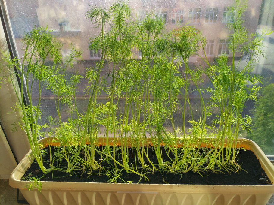 Как растет укроп в домашних условиях