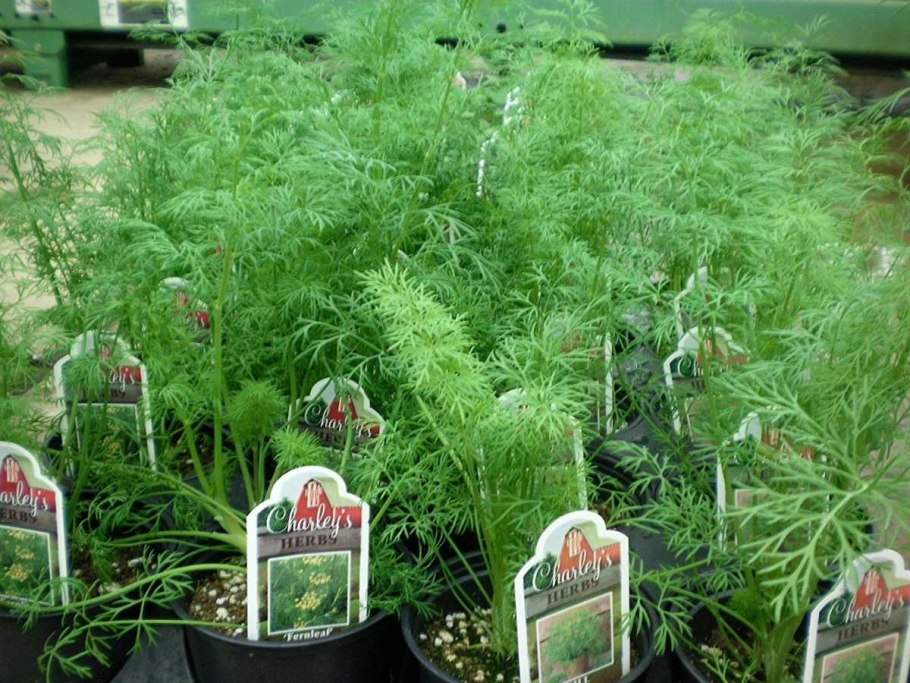 Стадии развития укропа