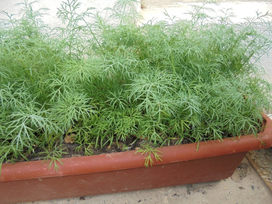 Укроп в кашпо