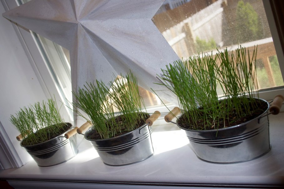 Необычный огород на подоконнике