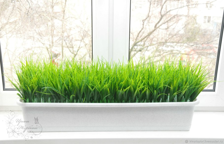 Растения на подоконнике зимой