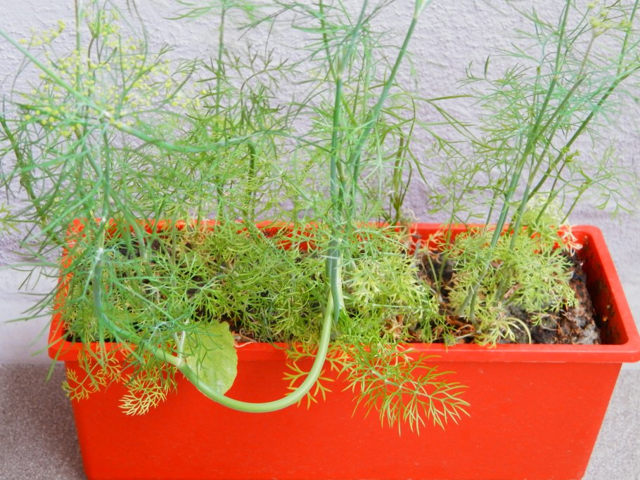 Семена микрозелень овес