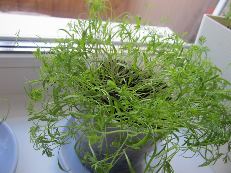 Огород на окне в квартире