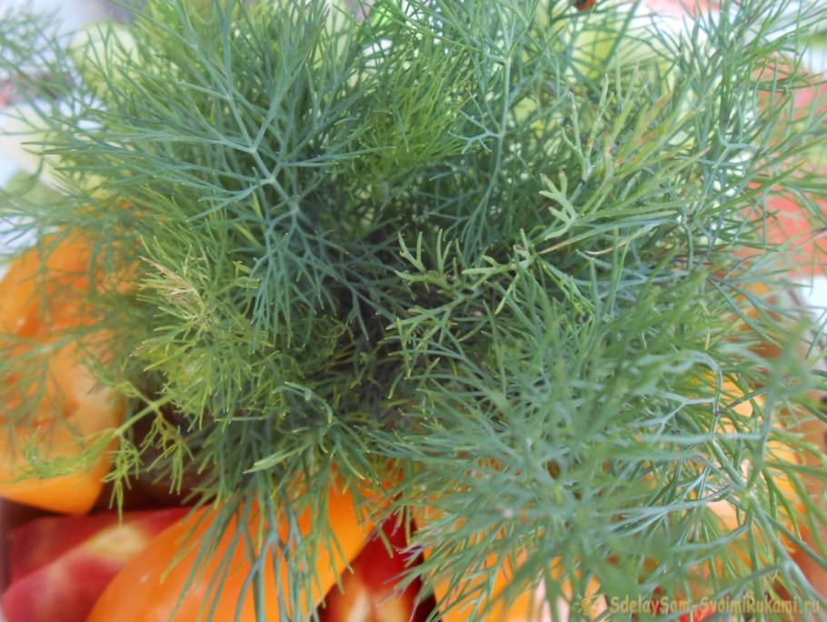 Укроп на подоконнике